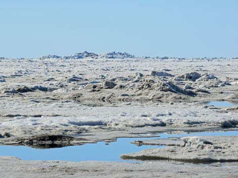 Barrow Birding