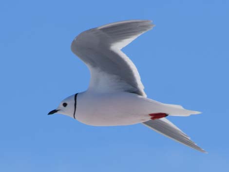 Barrow Birding