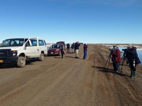 Barrow Birding