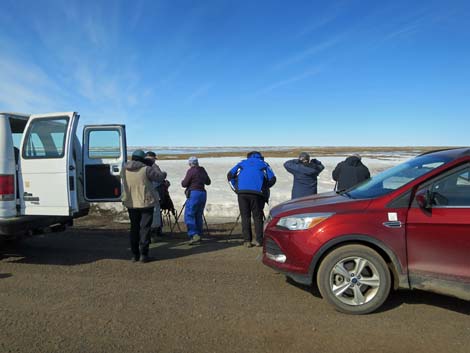 Barrow Birding