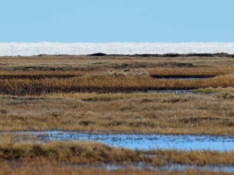 Barrow birding