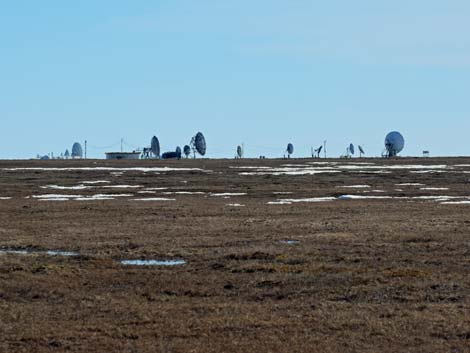 Barrow birding