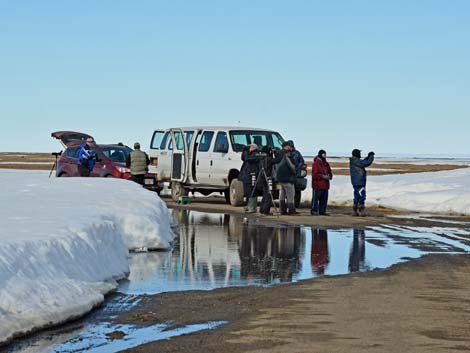 Barrow birding