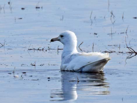 Barrow birding