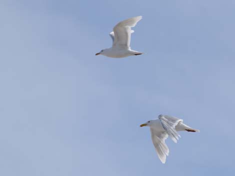 Barrow birding