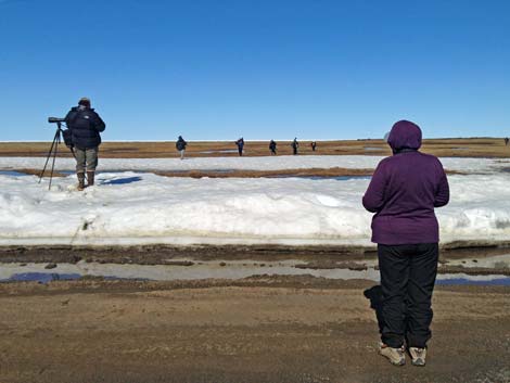 Barrow birding