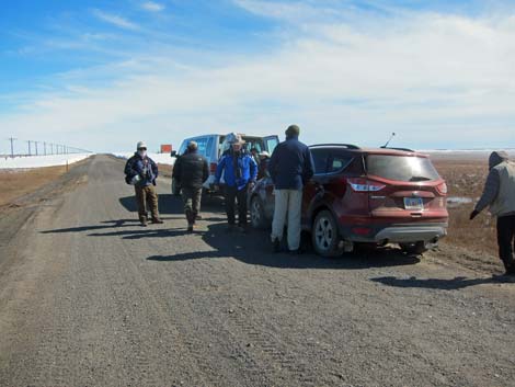 Barrow birding