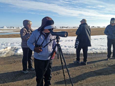 Barrow birding