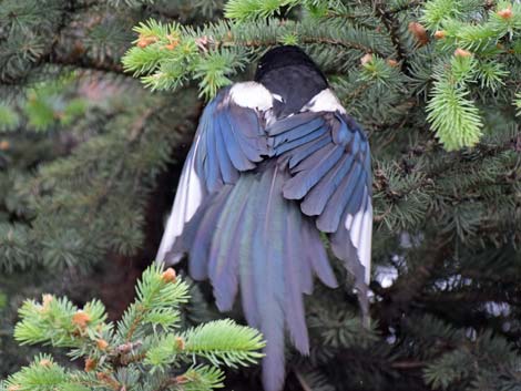 Anchorage birding