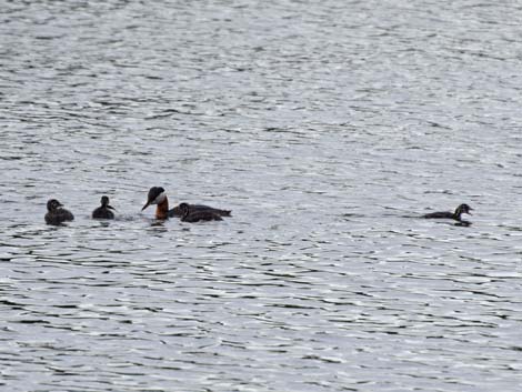 Anchorage birding