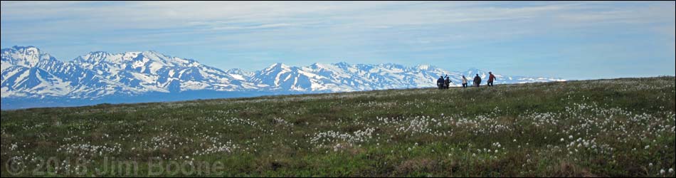 Alaska Birding