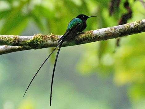 Jamaican Doctor Bird