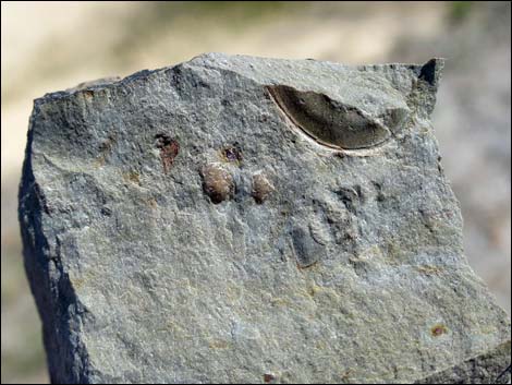 Nopah Trilobite Quarry