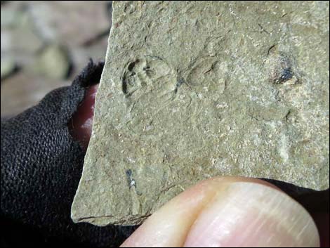 Oak Springs Trilobite Site