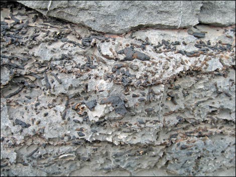 Fossil Coral