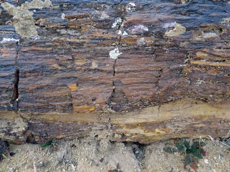 Petrified wood