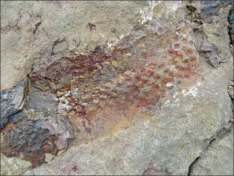 Fossil Plants