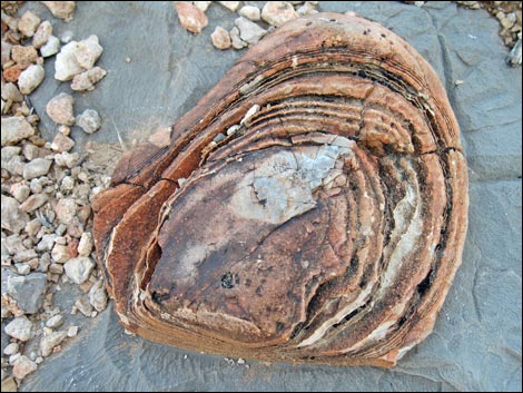 Fossil Sponges