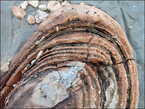 Fossil Sponges