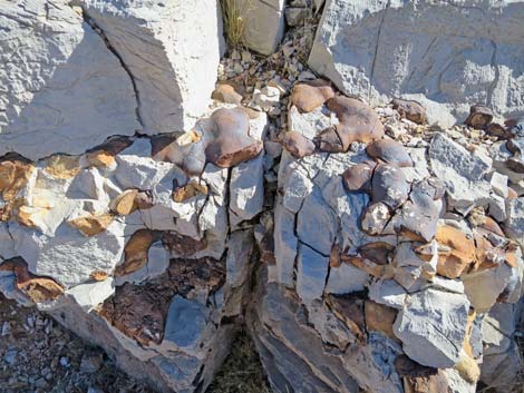 Fossil Sponges