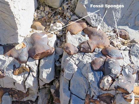 Fossil Sponges