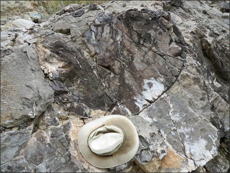 Fossil Sponges