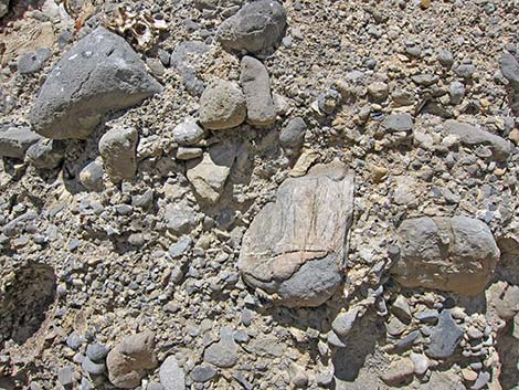 Conglomerate Rocks