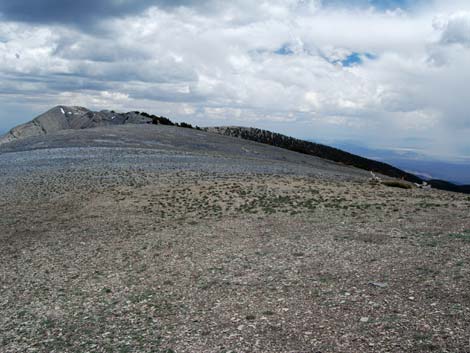 Alpine Tundra (Alpine Life Zone)