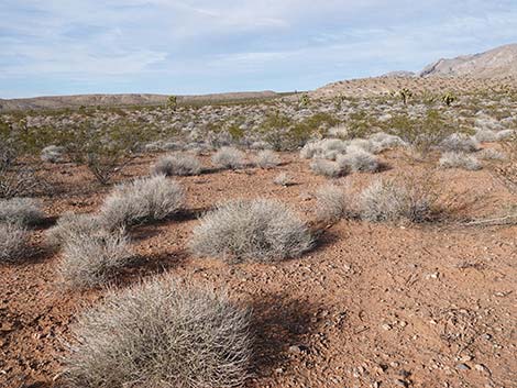 Creosote-Bursage Flats