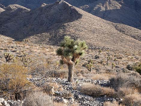 Mojave Desert Scrub