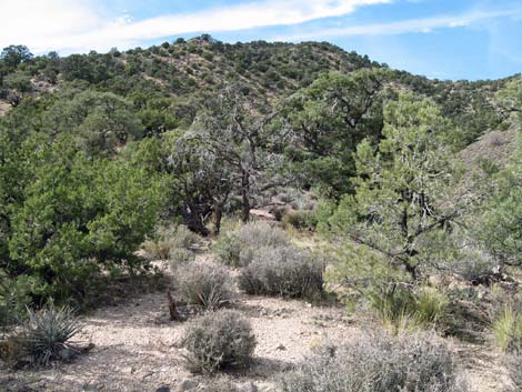 Pinyon-Juniper Woodland