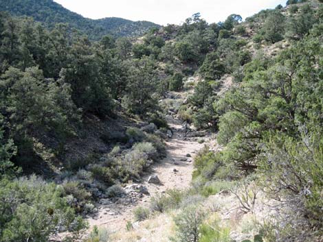 Pinyon-Juniper Woodland