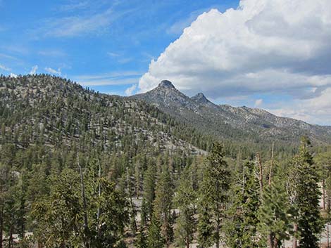 Pine-Fir Forest (Canadian Life Zone)