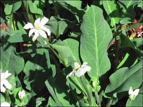 Yerba Mansa (Anemopsis californica)