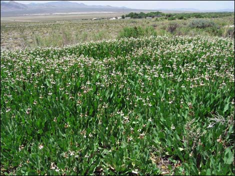 Yerba Mansa (Anemopsis californica)