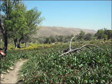 Yerba Mansa (Anemopsis californica)