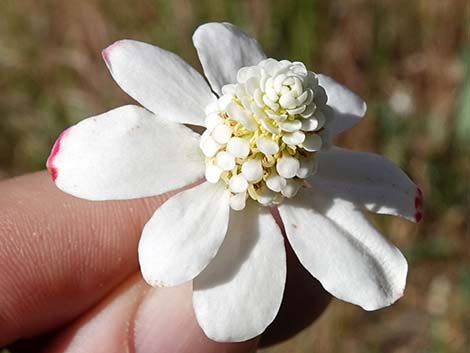 Yerba Mansa (Anemopsis californica)