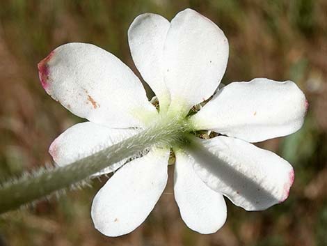 Yerba Mansa (Anemopsis californica)