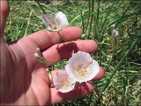 Alkali Mariposa Lily (Calochortus striatus)