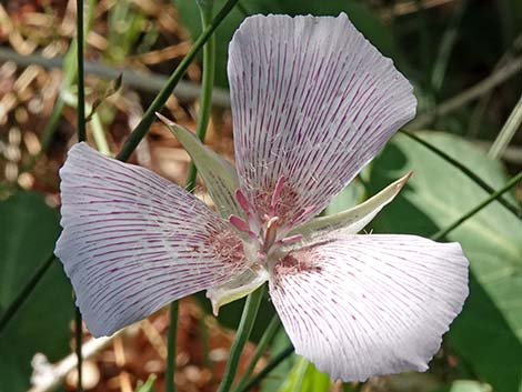 Alkali Mariposa Lily (Calochortus striatus)