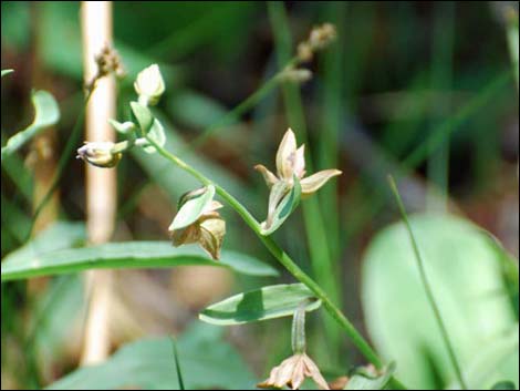 Stream Orchid (Epipactus gigantea)