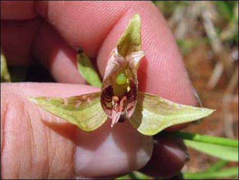 Stream Orchid (Epipactus gigantea)