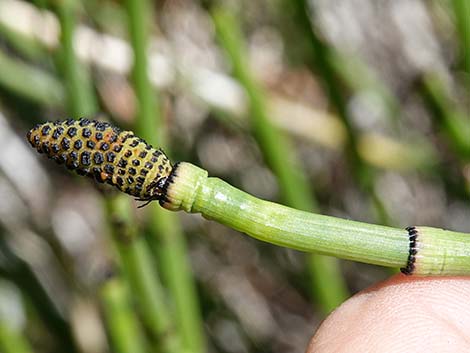 Smooth Horsetail (Equisetum laevigatum)