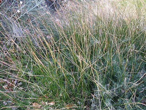 Rushes (Juncus spp.)