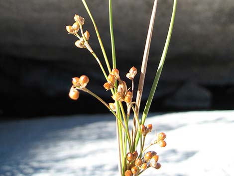 Rushes (Juncus spp.)