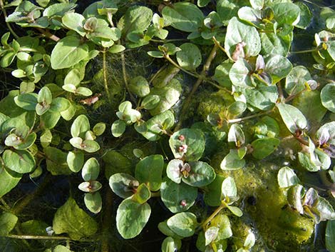 Watercresses (Nasturtium officinale)