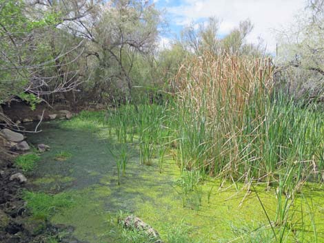 Narrowleaf Cattail (Typha angustifolia)