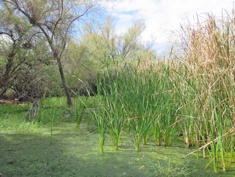 Narrow-Leaved Cattail (Typha angustifolia)