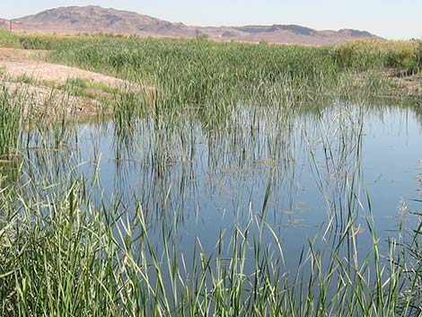 Southern Cattail (Typha domingensis)