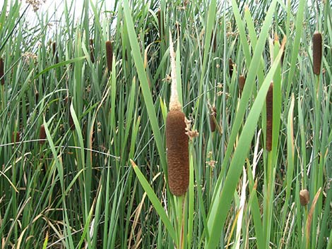 Broadleaf Cattail (Typha latifolia)